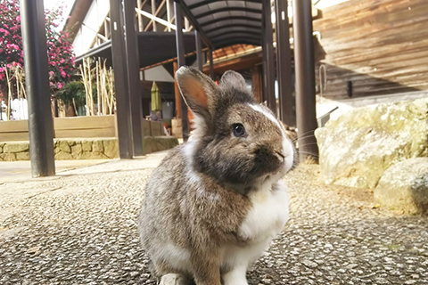 月うさぎの里の写真
