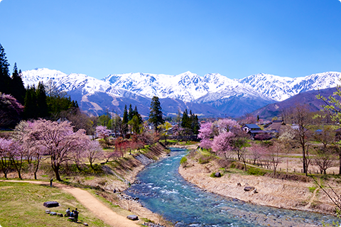 大出公園の桜の写真